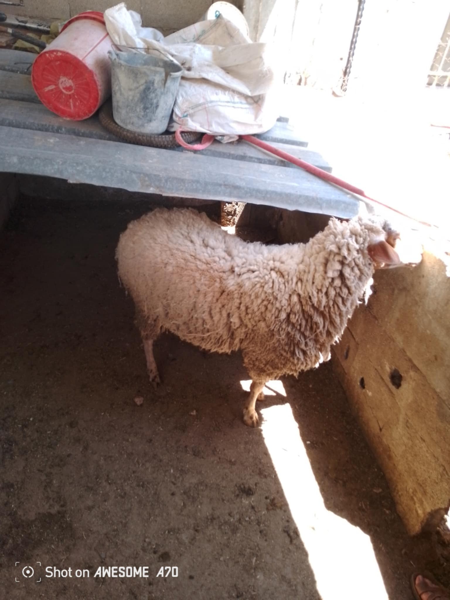 خروف مبدل للبيع