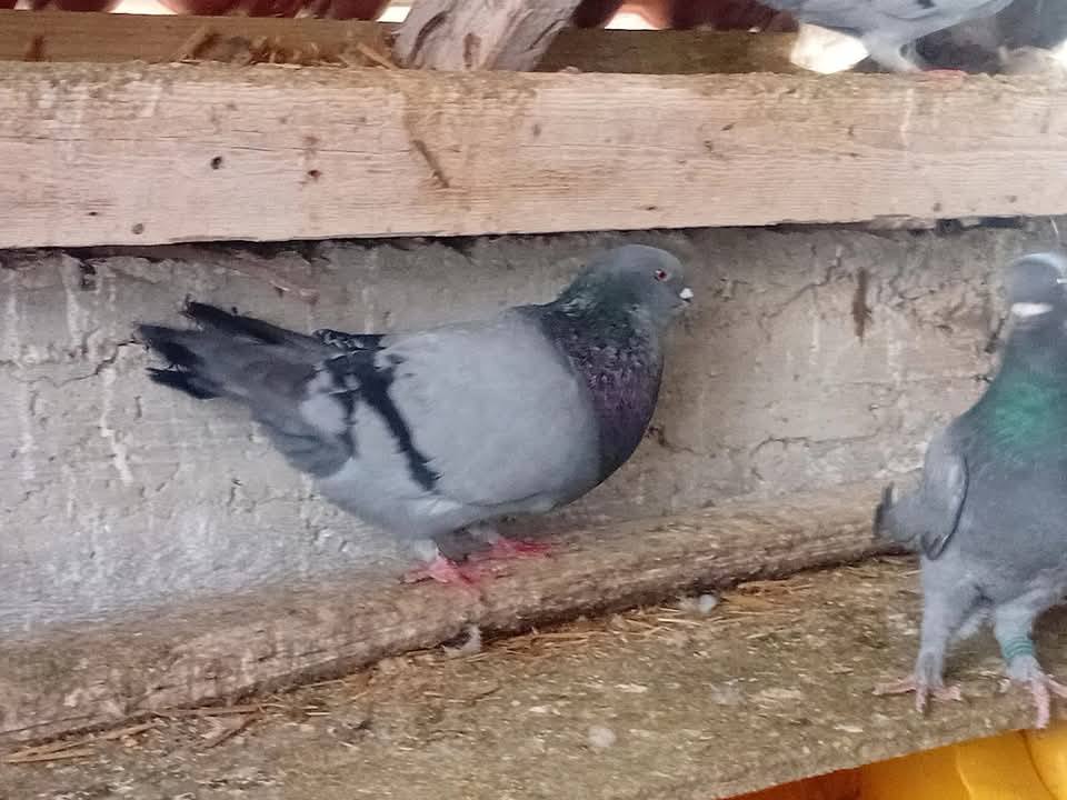 5  جواز حمام سلفر