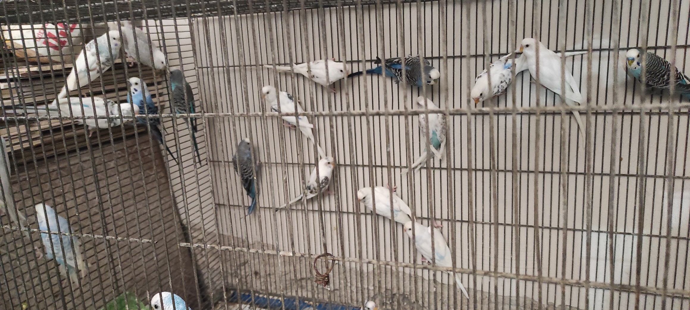 مزرعة طير حب للبيع