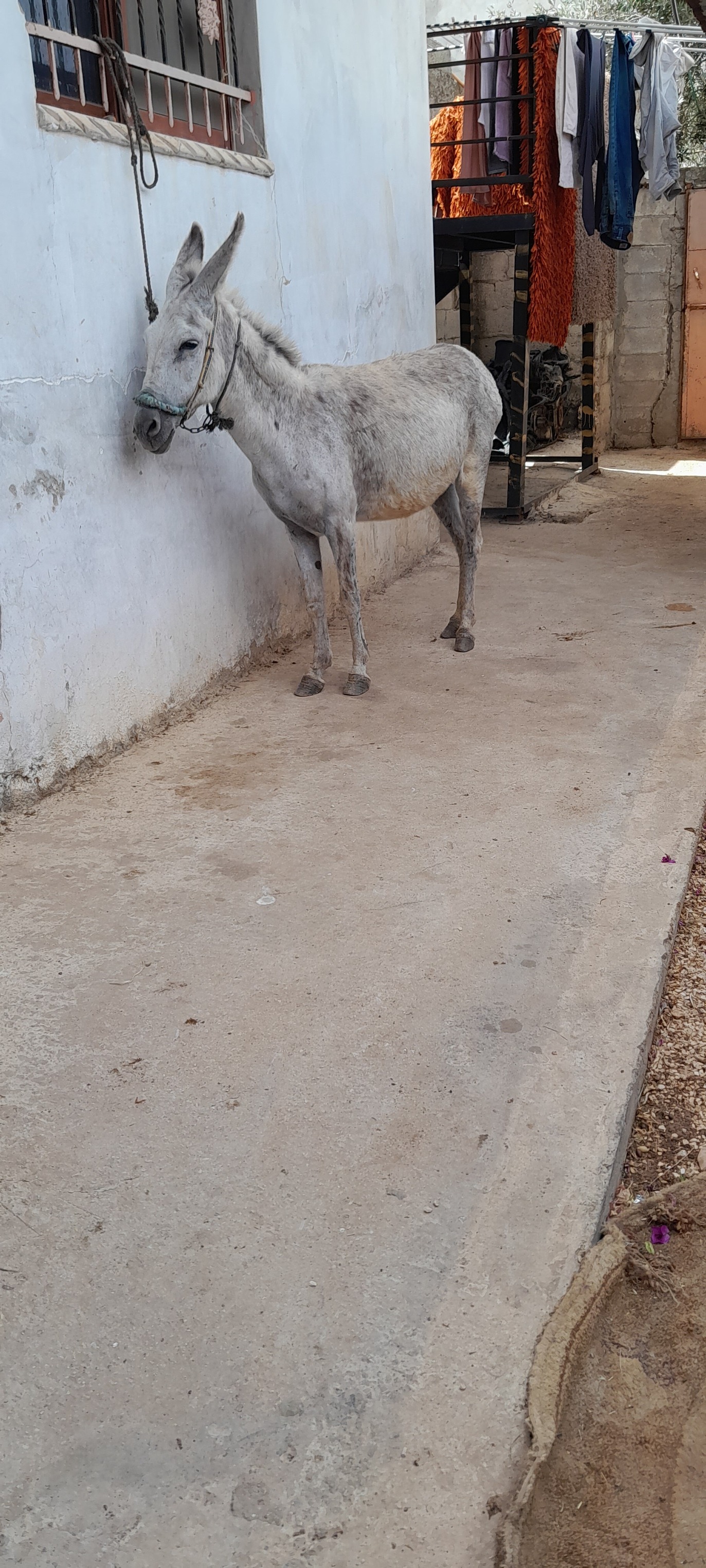 حماره عماله