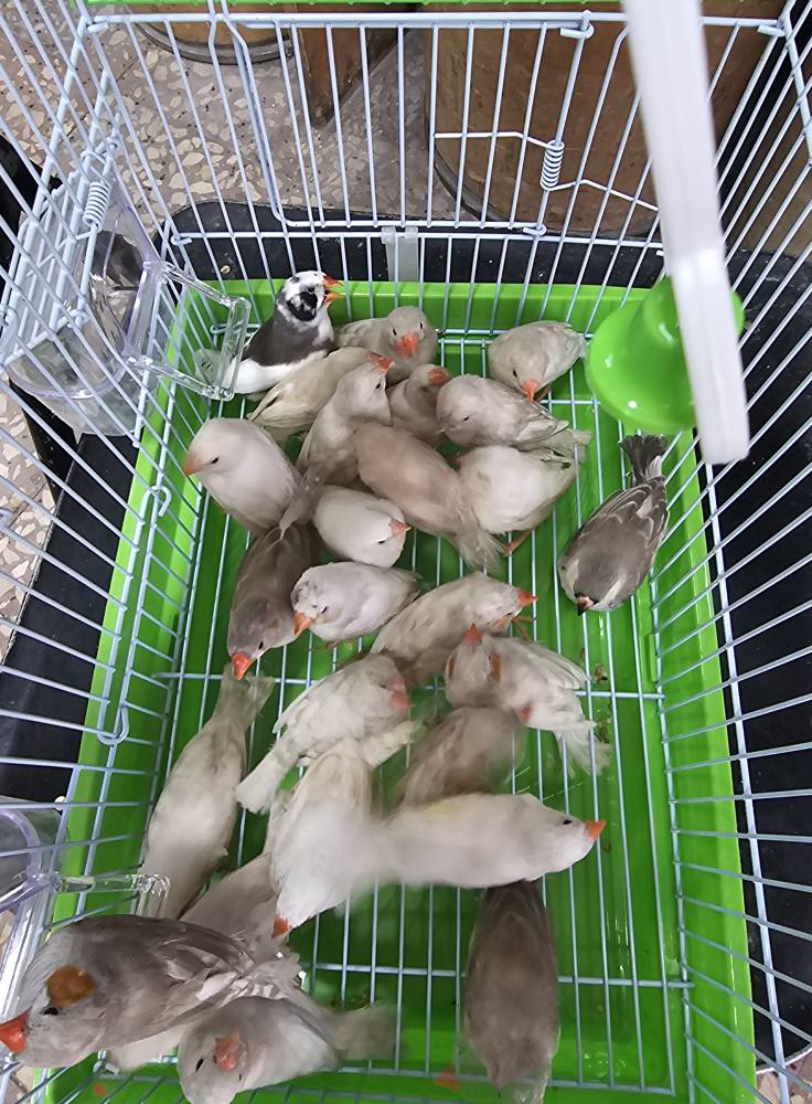 تشكيلة فينجات وطفرات وانواع (زيبرا)
