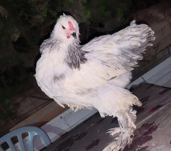 صيصان براهما لايت وبلو لايت مستويات عاليه