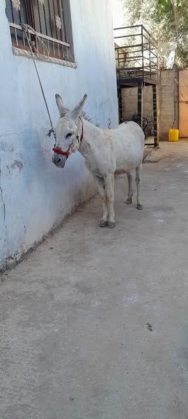 حمار