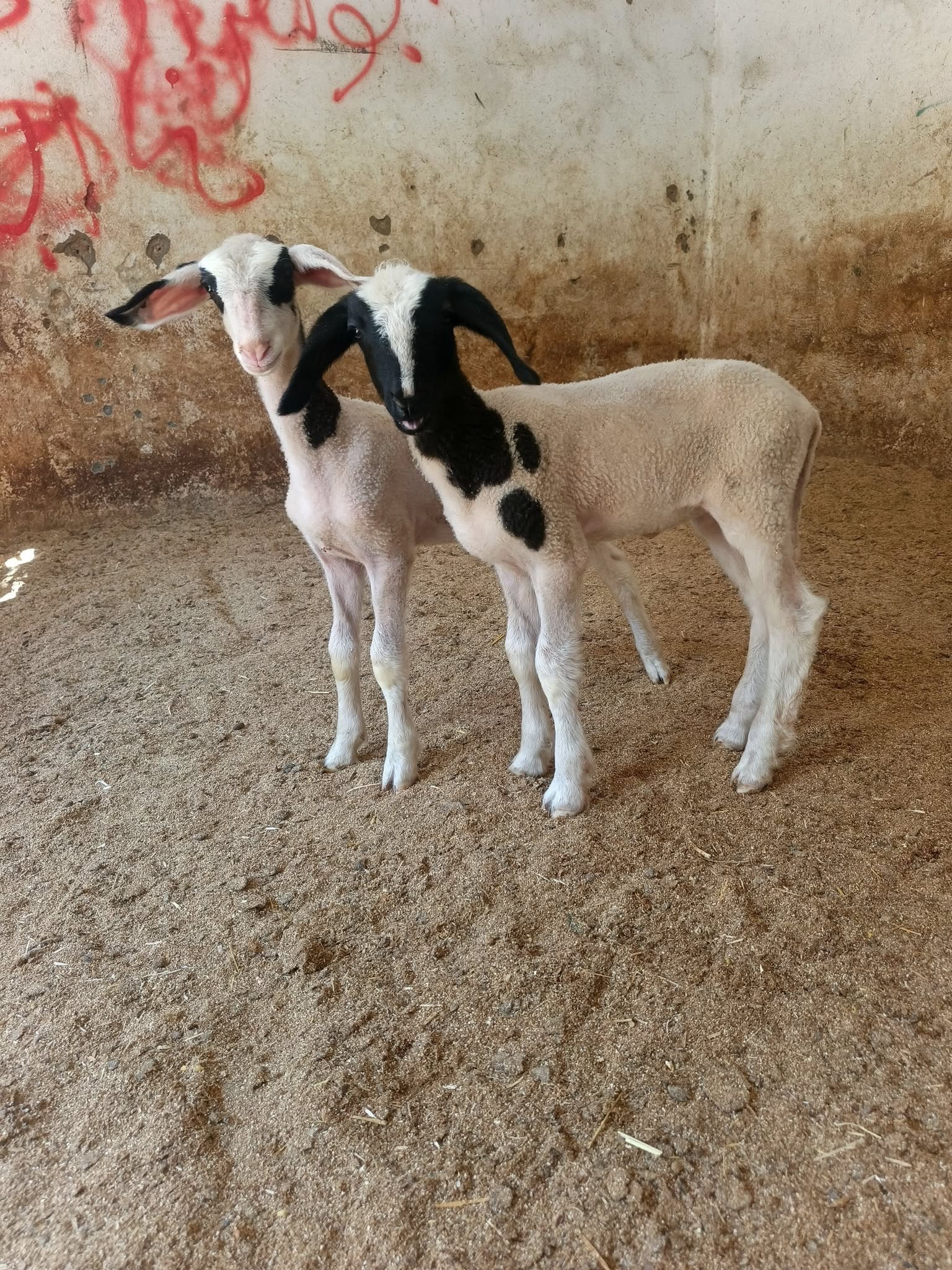 نعجه اخر موديل وراها توأم عابورات
