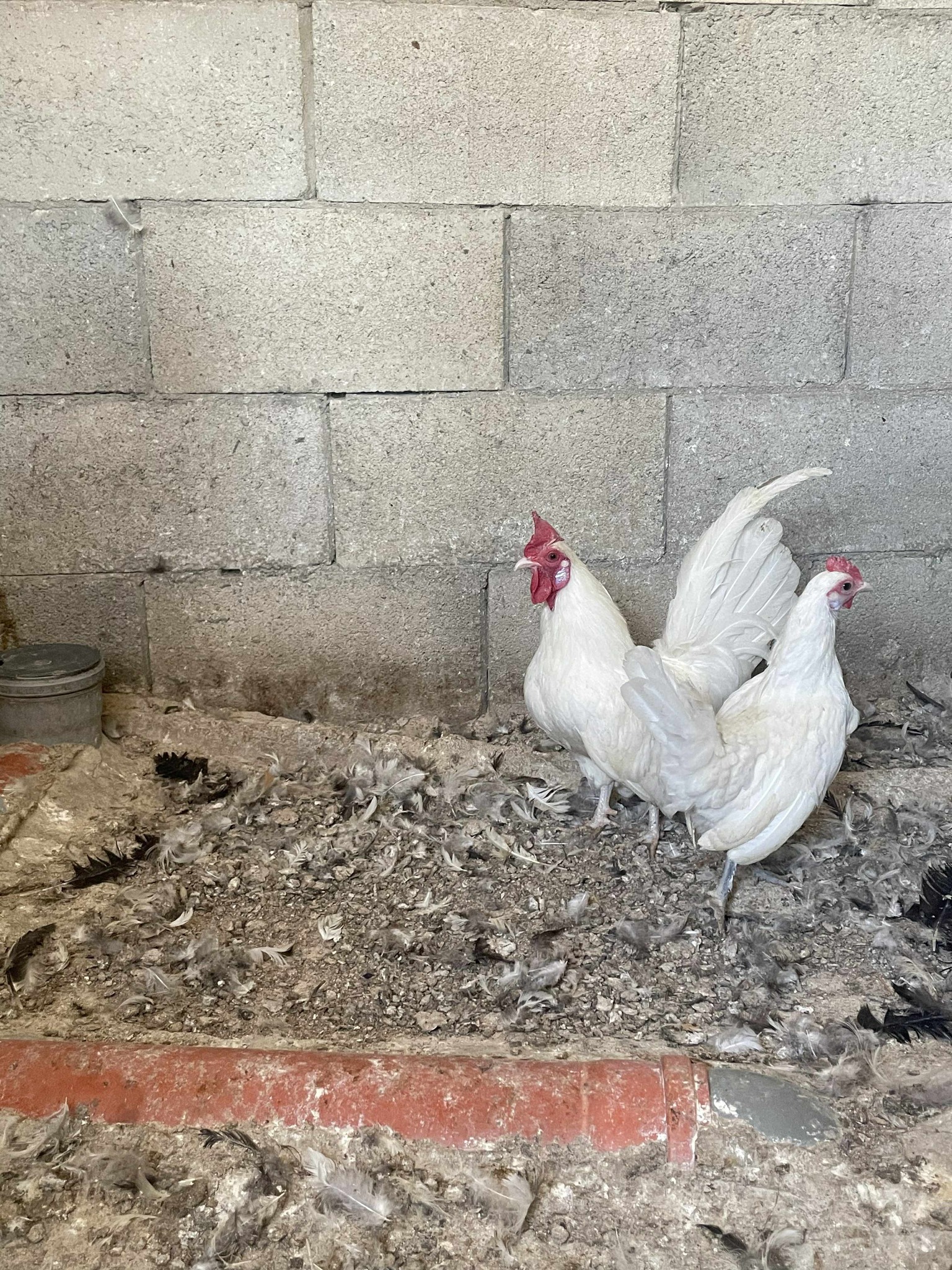 دجاج سيراما امريكى للبيع