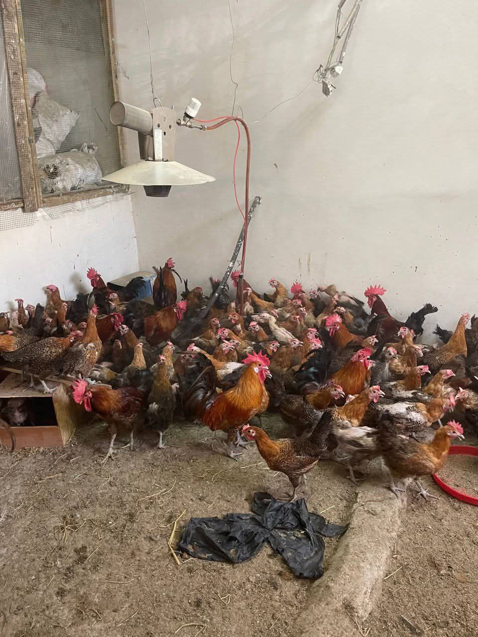 دجاجة الفيومي الدهبي