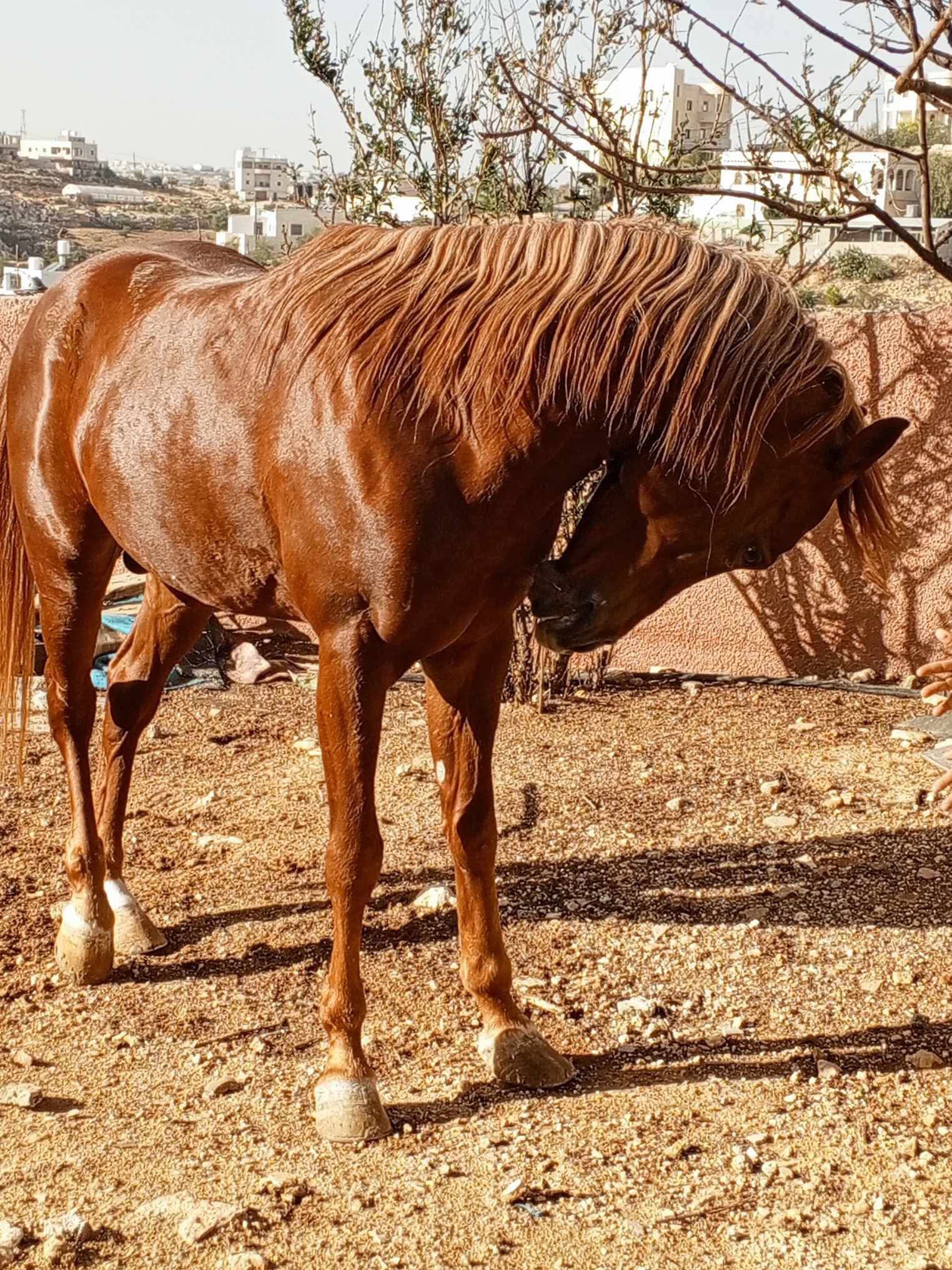 حصان عربي للبيع