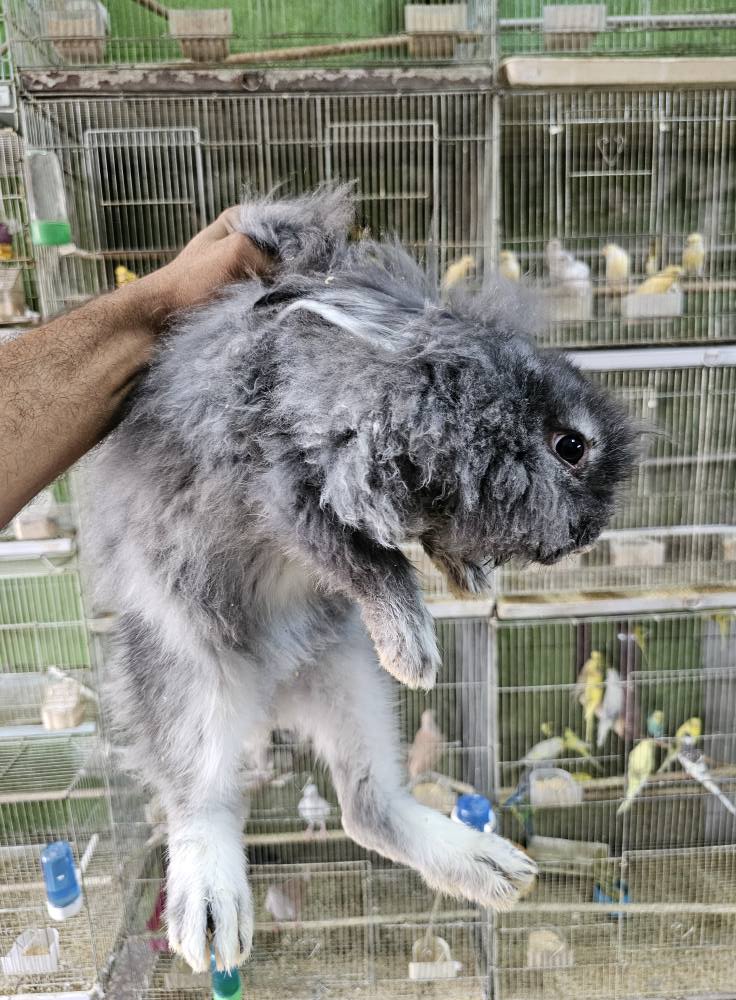 3 ازواج أرانب أنجورا