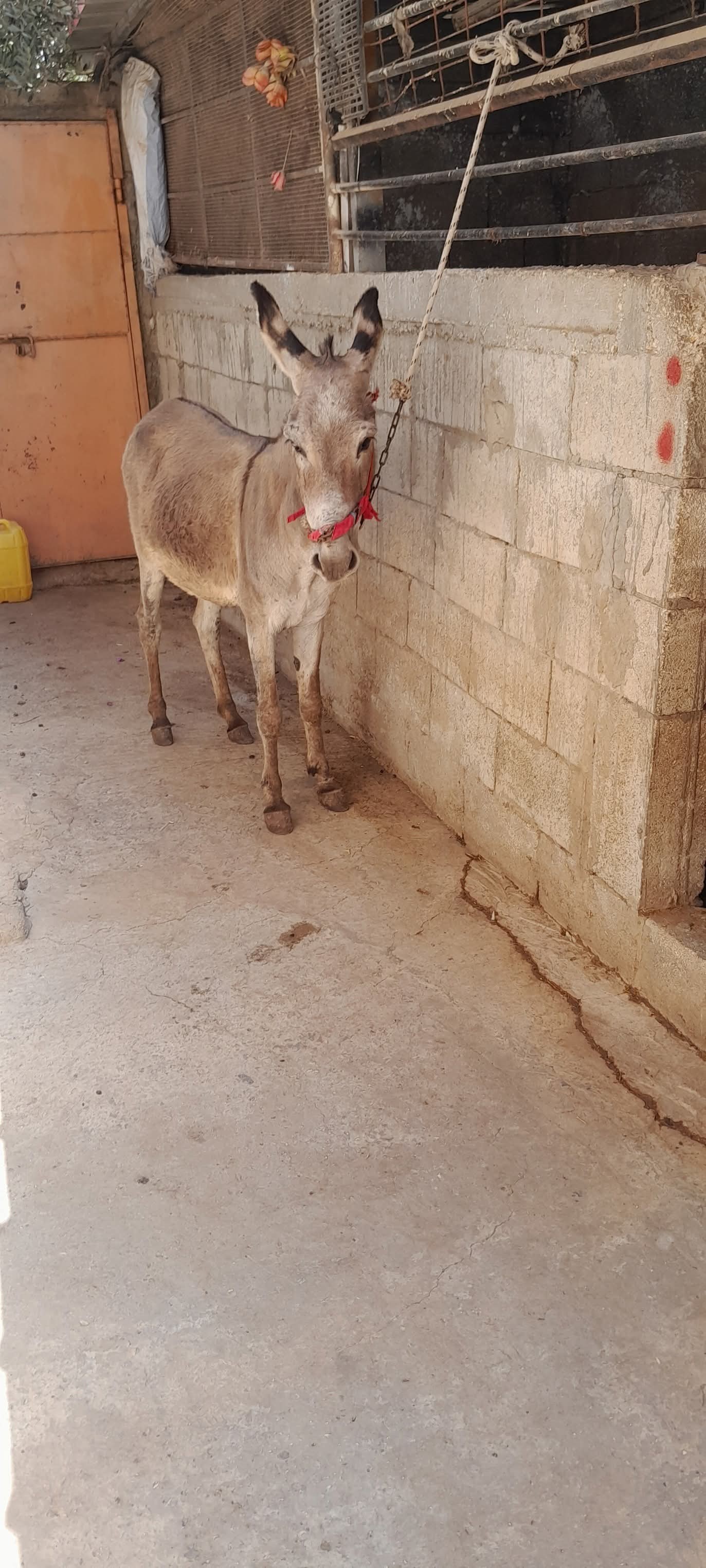 حمار فحل