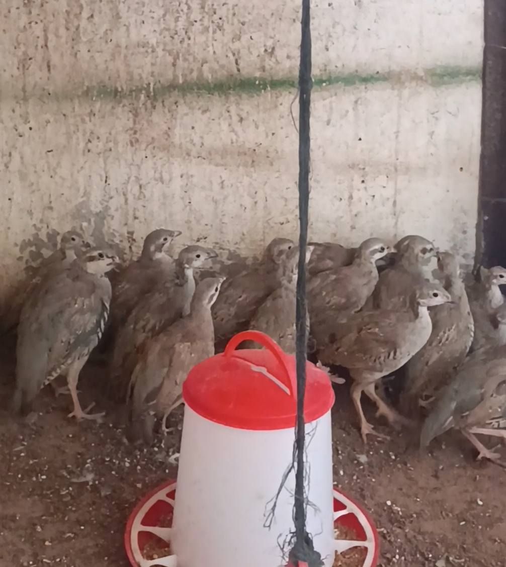 فراخ شنار أعمار من شهرين _ 3شهور