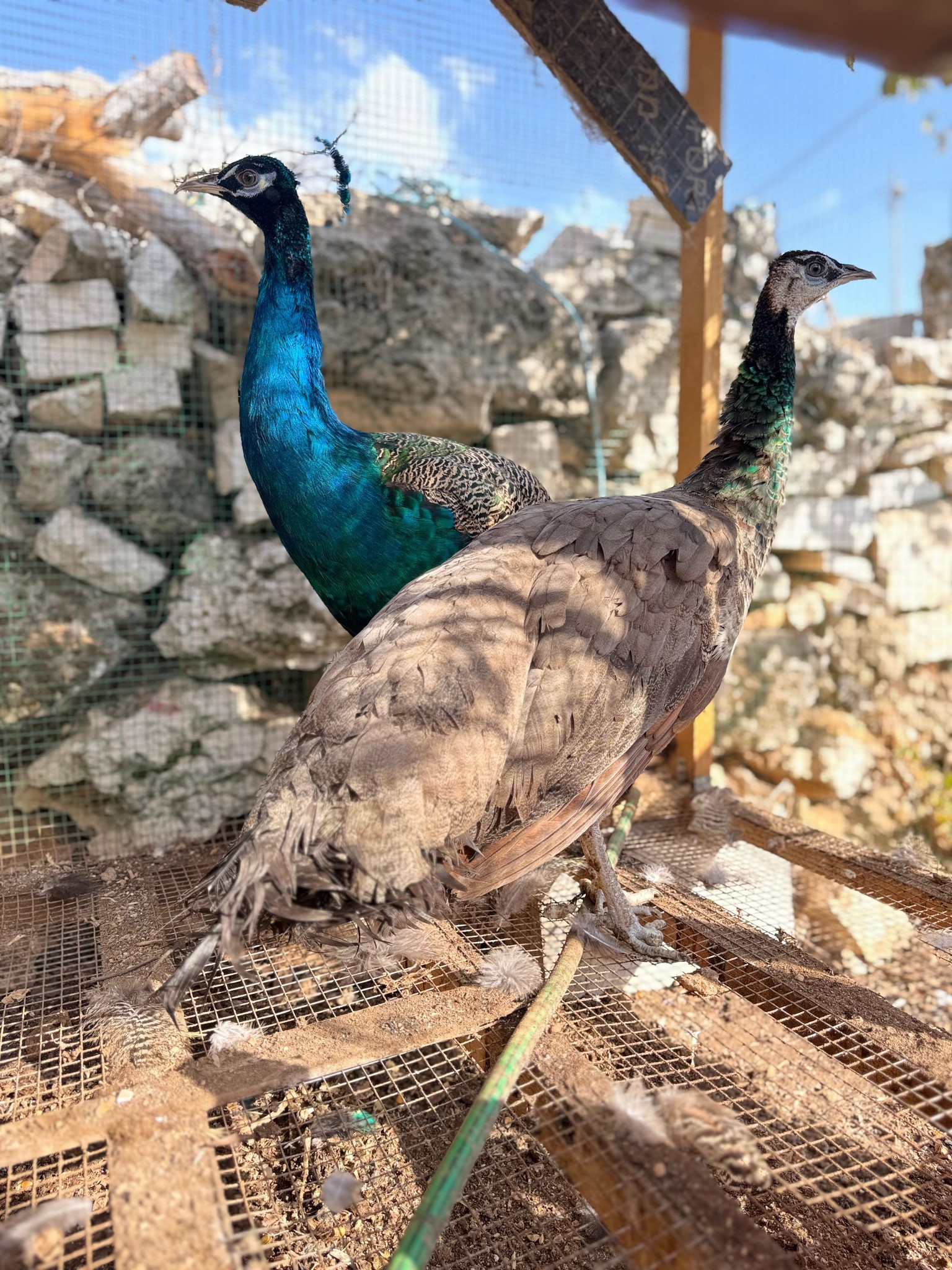 جوز طاووس عليه ريش