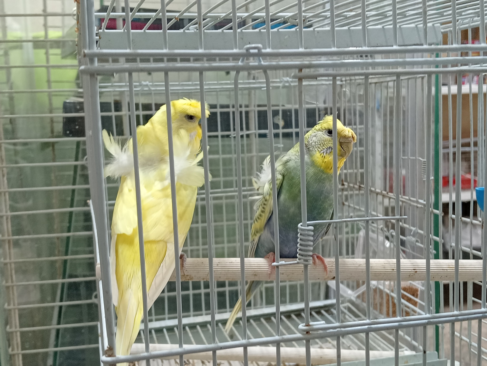 طيور هوجو رومور
