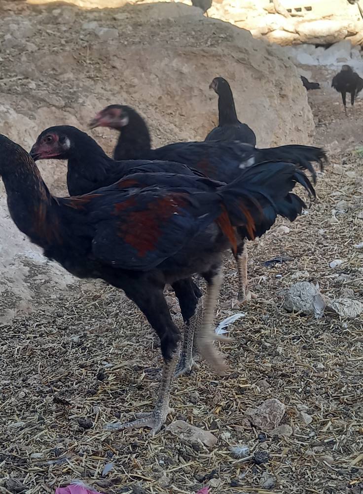 فراخ كوبرا كرستال
