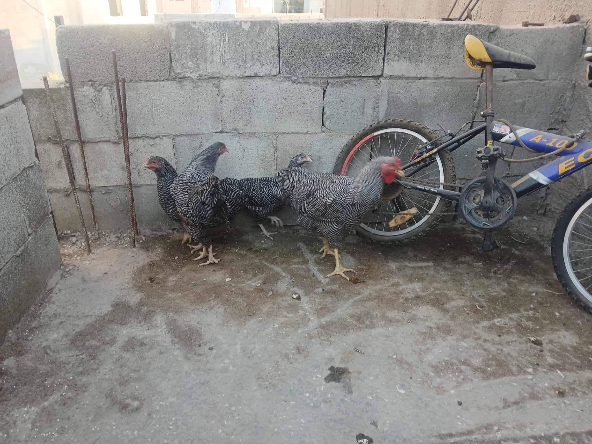 3 جاجات وديك بلايموث روك الامريكي