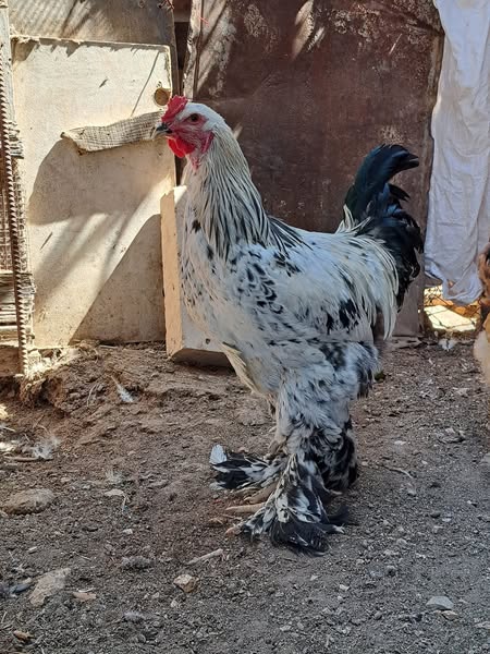 ديك براهما