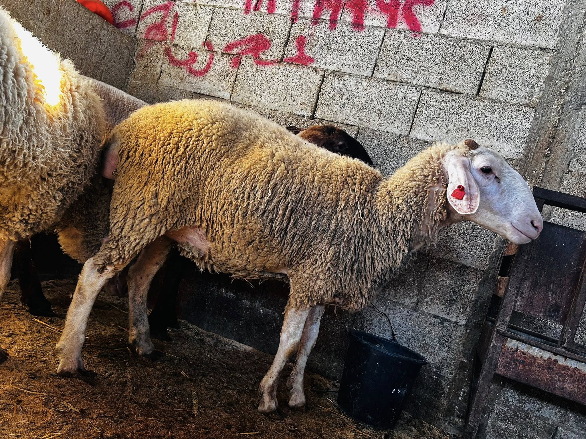 غنم عابورتين عشار