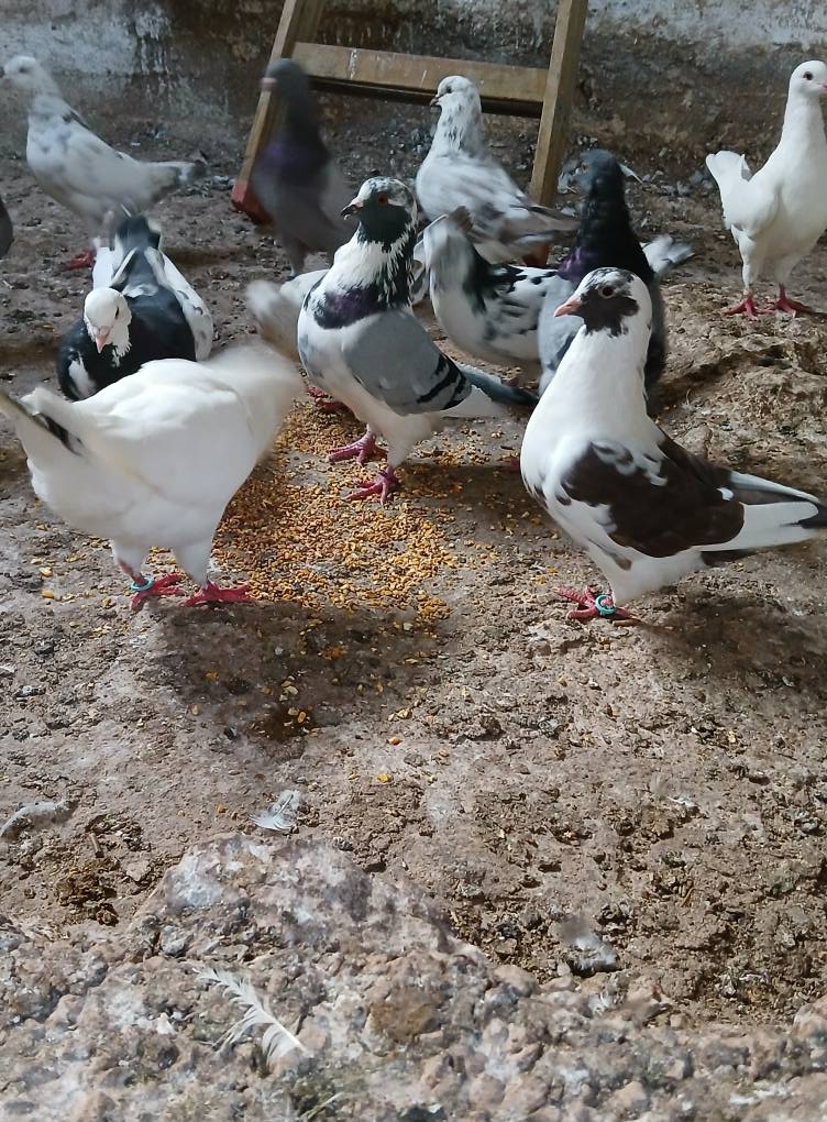 جواز حمام مصري