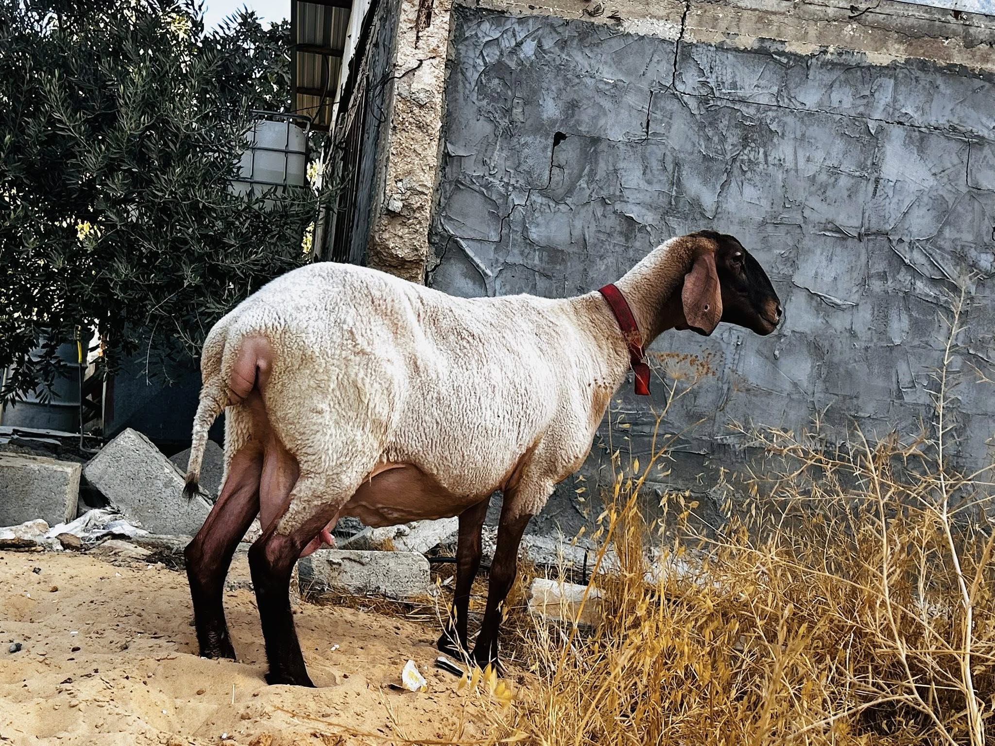 نعجة حمرة
