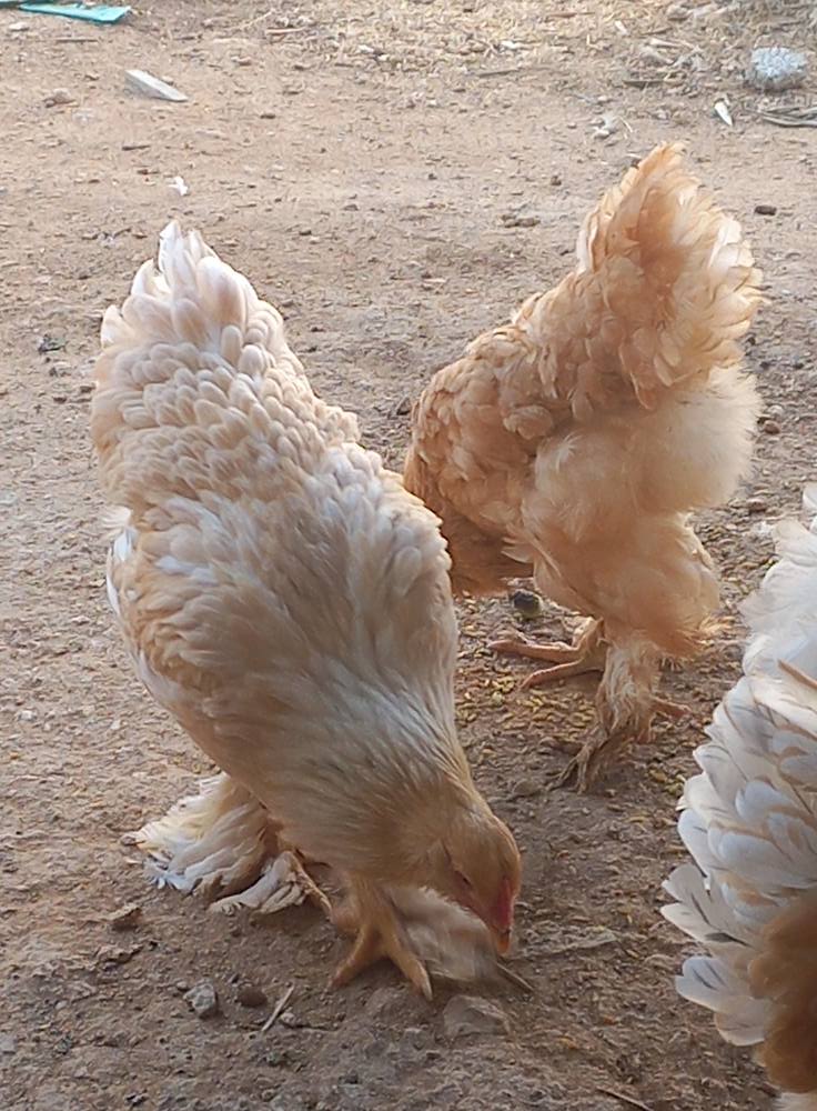 دجاج براهما ليموني مستويات عالية