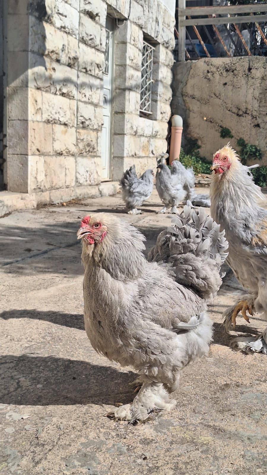 فرختين 10شهور وديك 6 شهور مستوى عالي