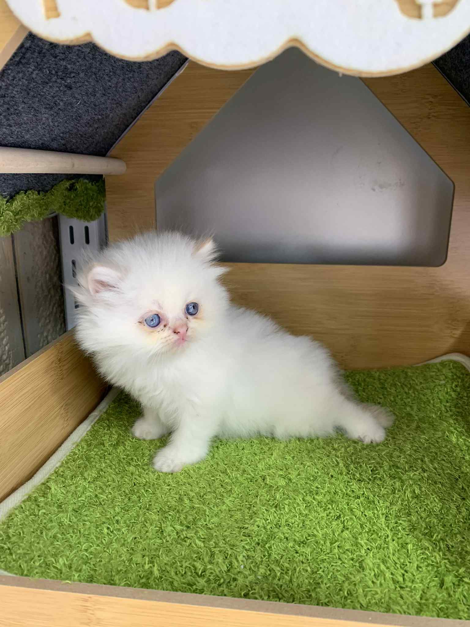 تشكيلة قطط هماليا مميزة