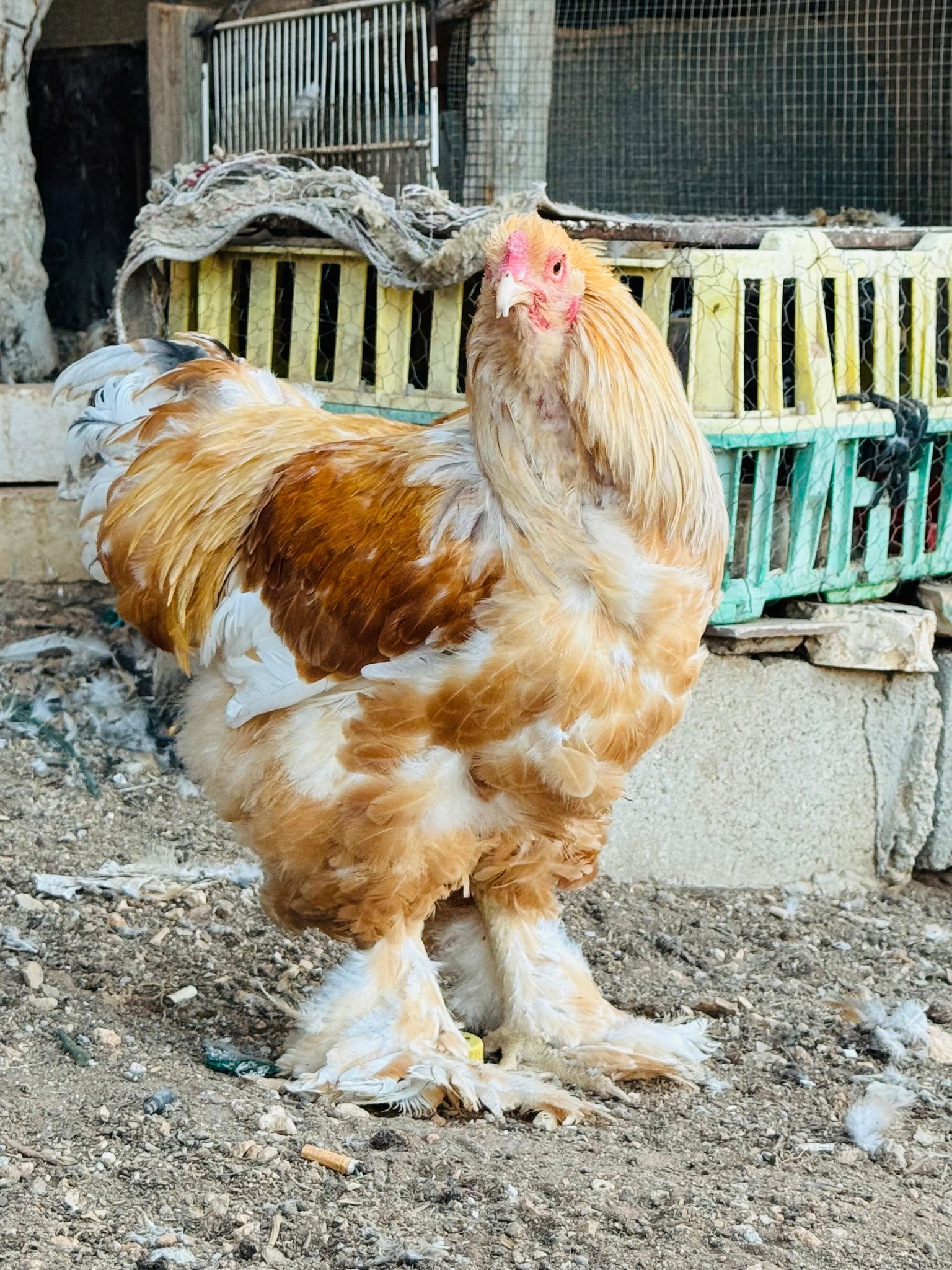 جوز براهما ليموني