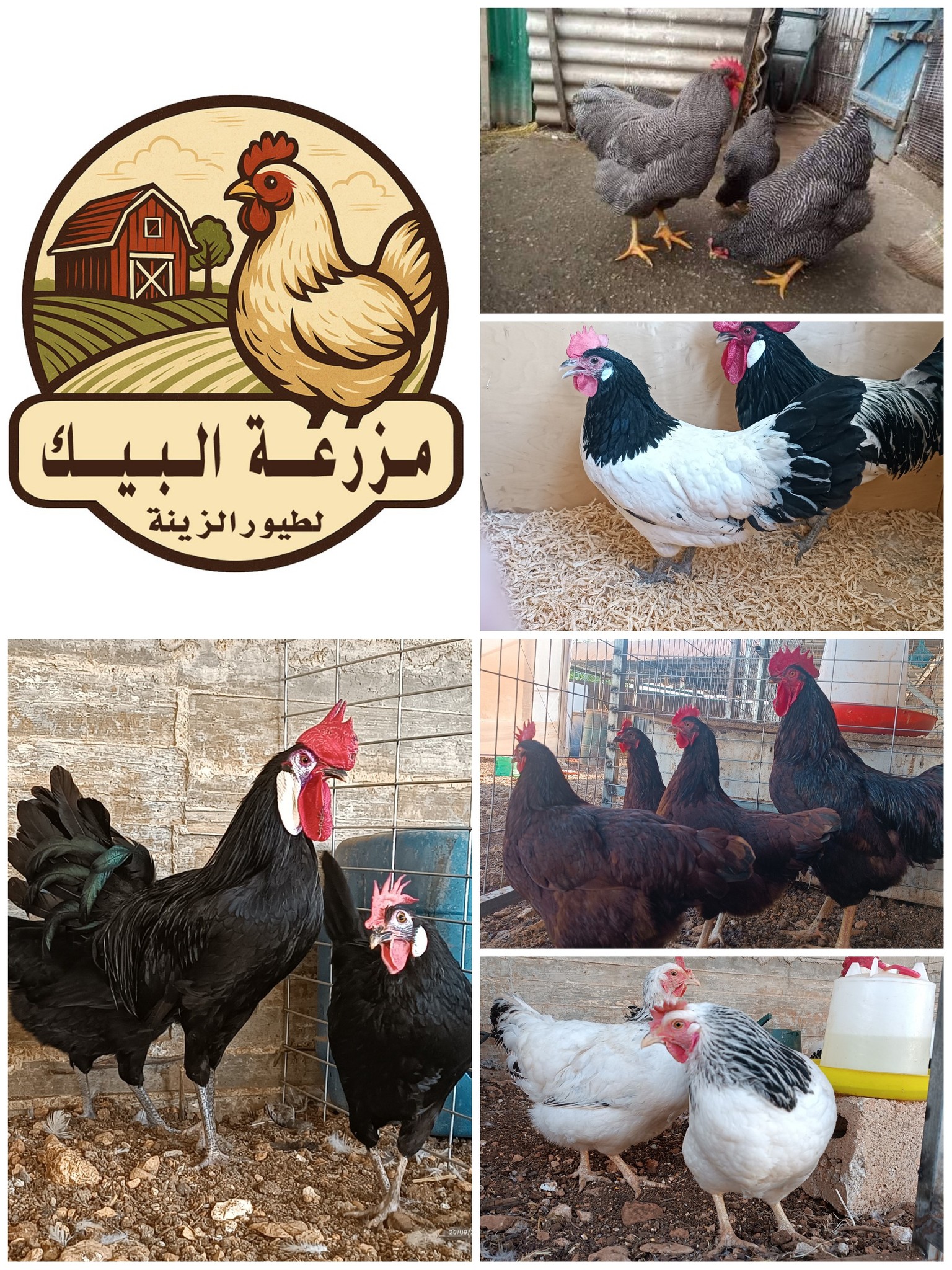 بيض مخصب من سلالات مختلفة