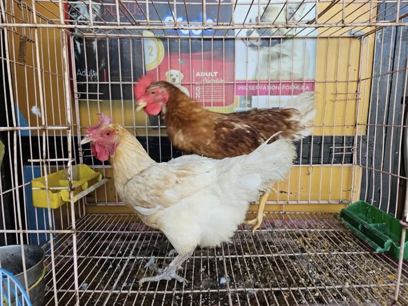 جوز ايزا براون وجاجة رود ايلاند و  ساسكس