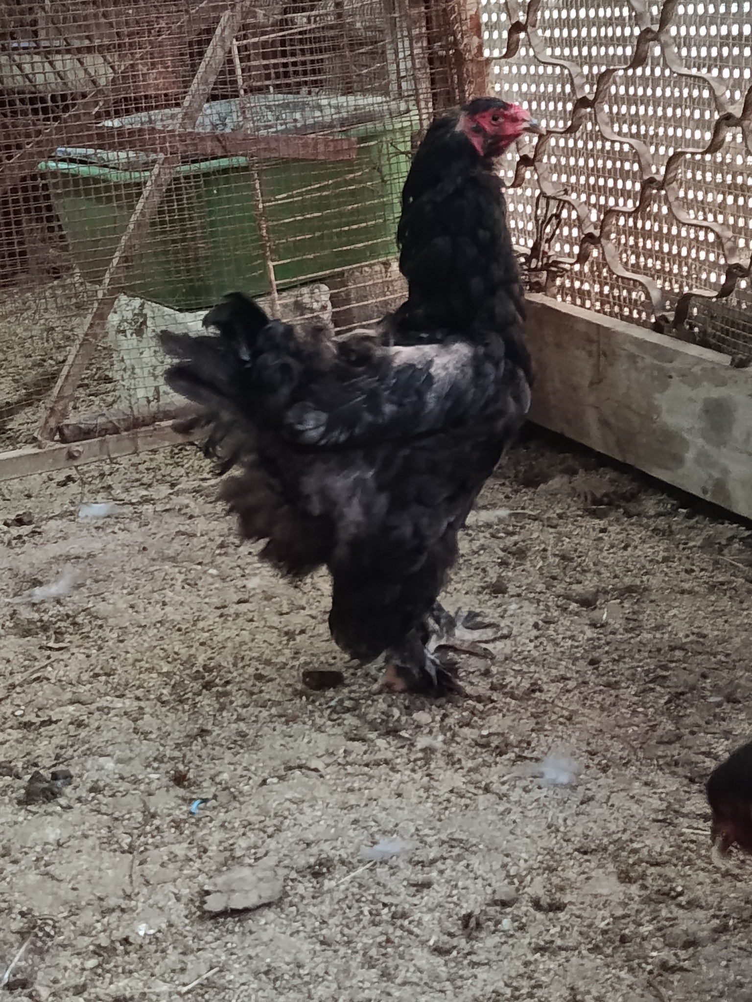 جوز سبرايت نحاسي وجاجتين برهومي