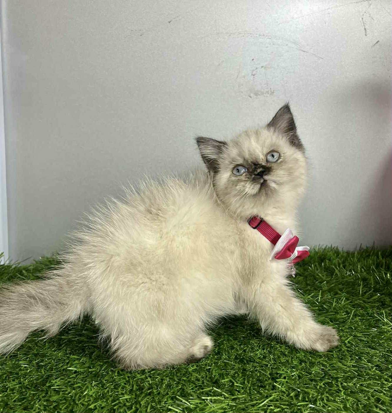 قطة أنثى - هماليا شوكلت