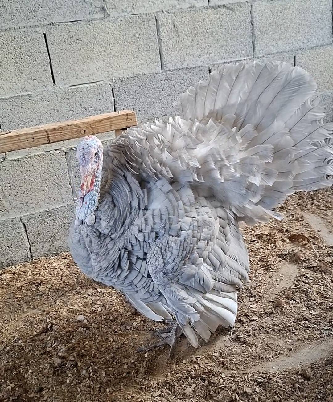 جوزين حبش أزرق