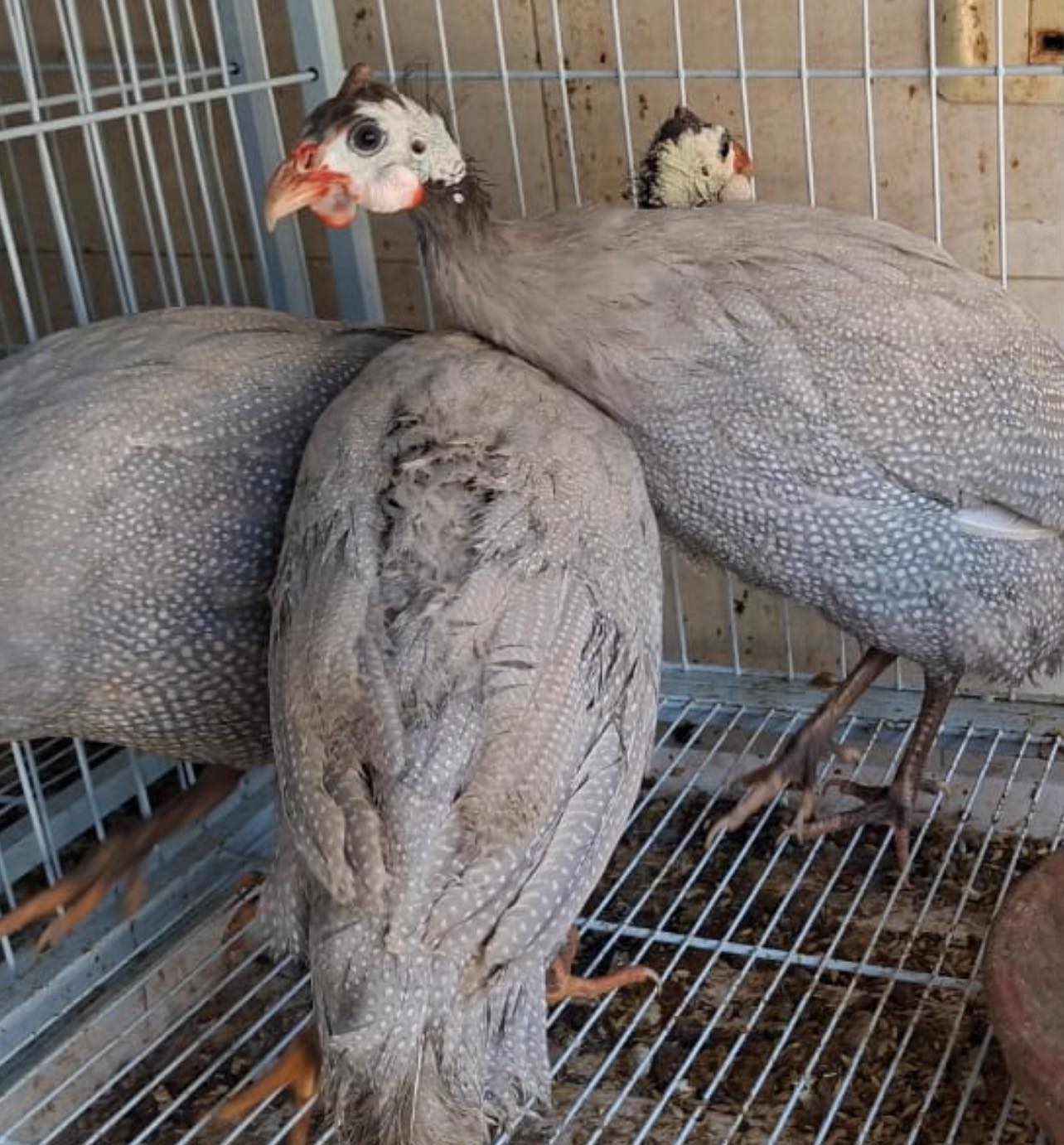 جوز فرعوني سلفر