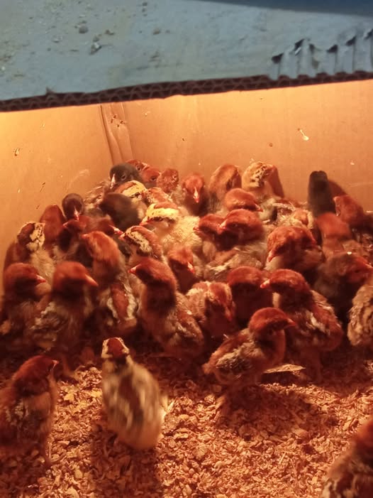 250 صوص فيومي دهبي + صوص بلدي