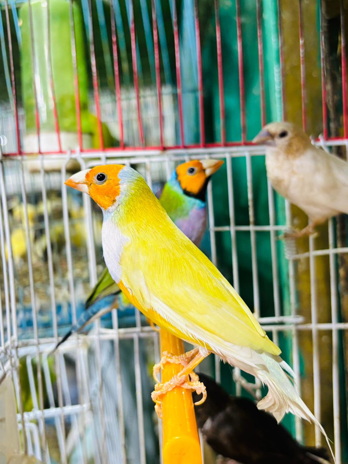 ذكرنين كولدن فنك