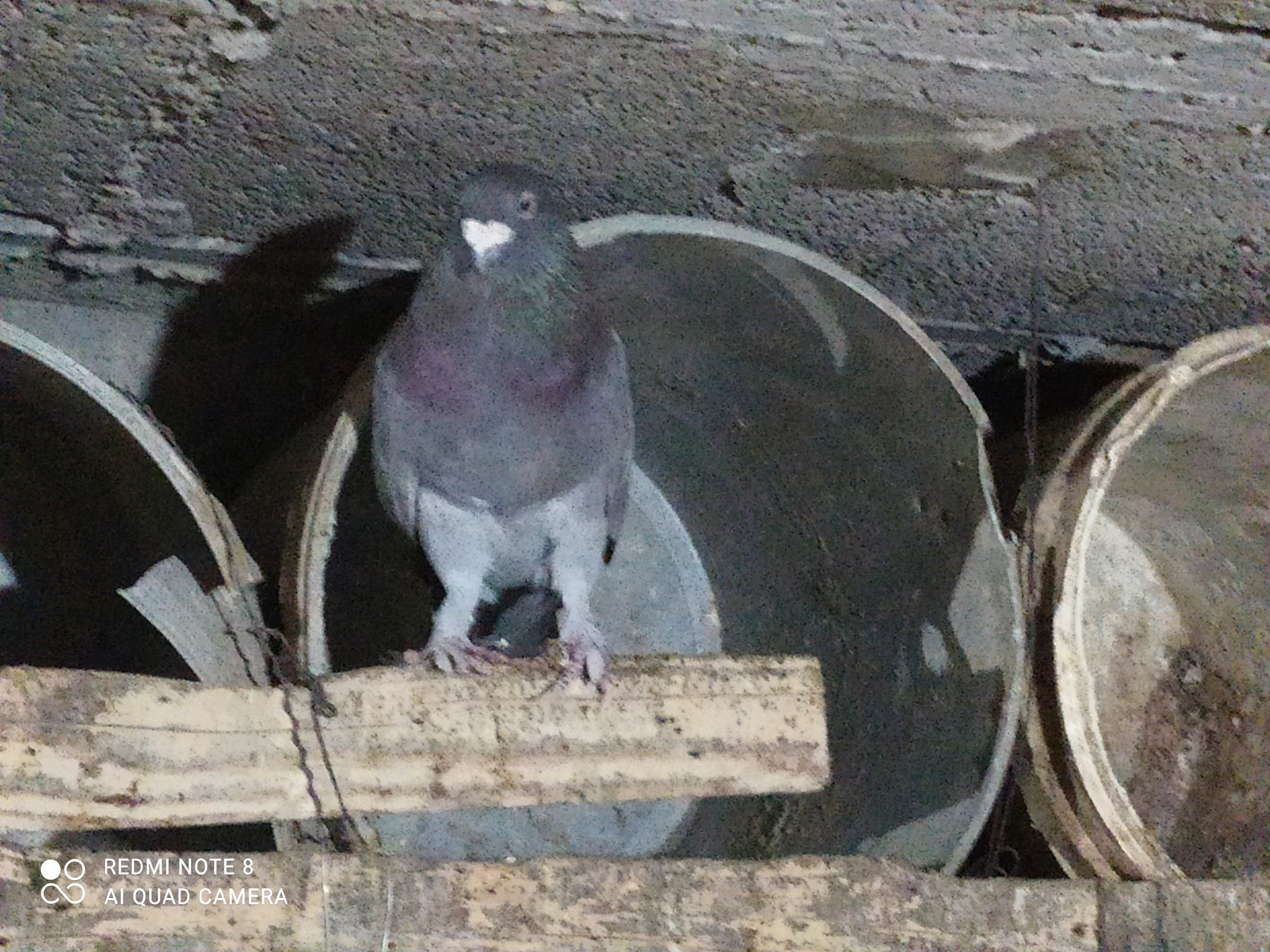 15 جوز حمام للبيع