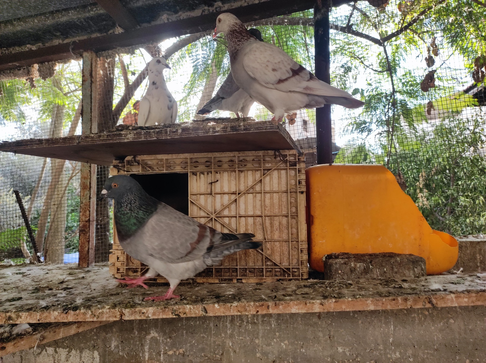 حمام للزغاليل