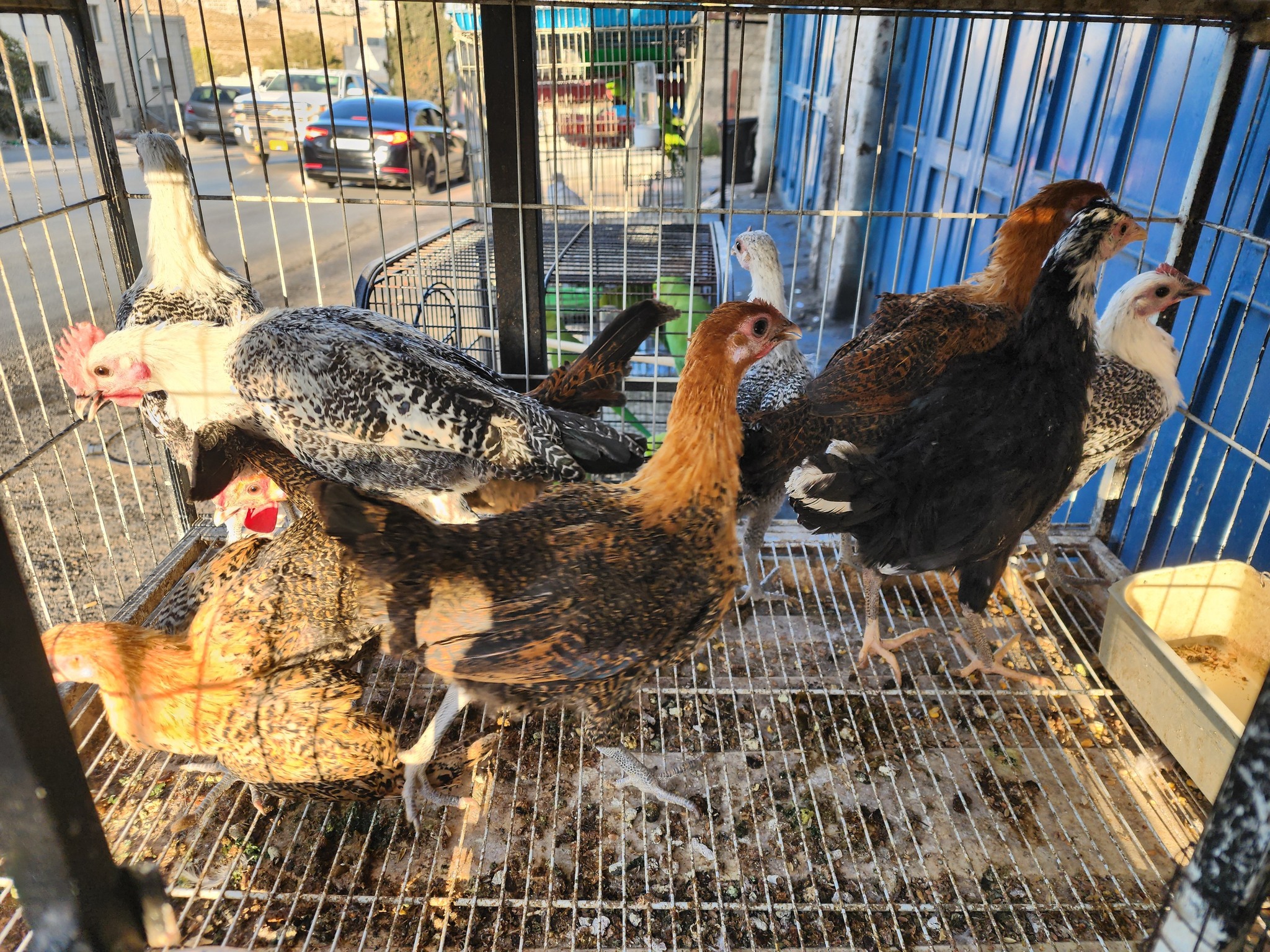 3 فرخات وديك فيومي ذهبي عمر 3 ل 4 أشهر