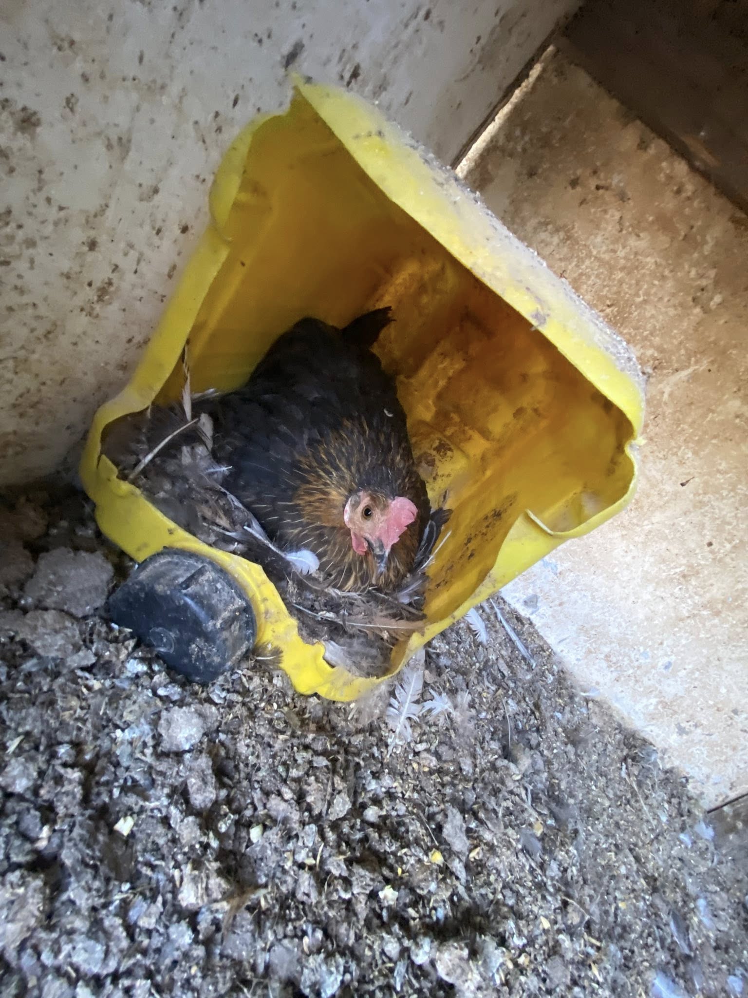 دجاج بلدي وزينة وفيومي وحمام كينج