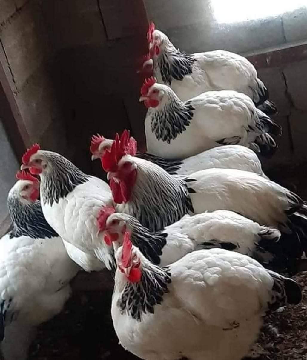 دجاج ساسك لايت للبيع