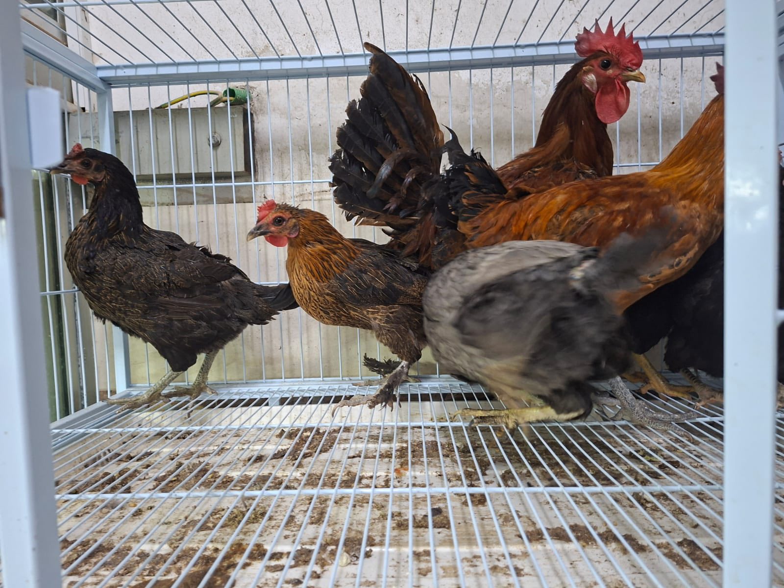 دجاج بلدي ، فرخات ، ديوك