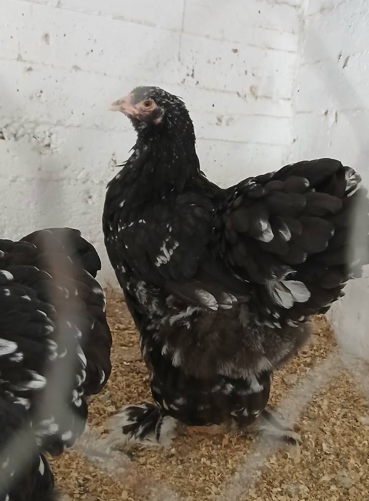 بيض بلو بف بلجيكي, باترج, بلاك موتلد, بلو موتلد