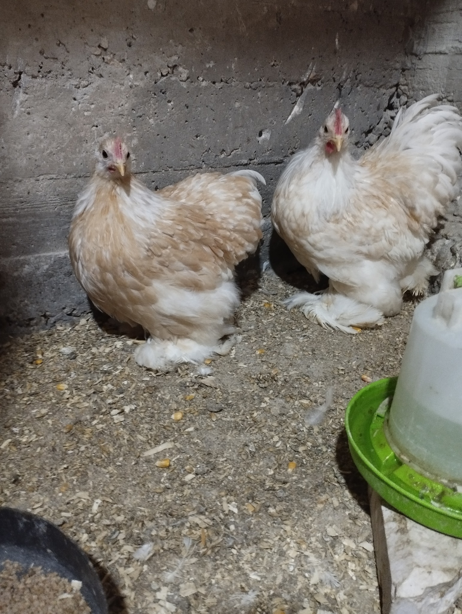 جوز كوتشينا