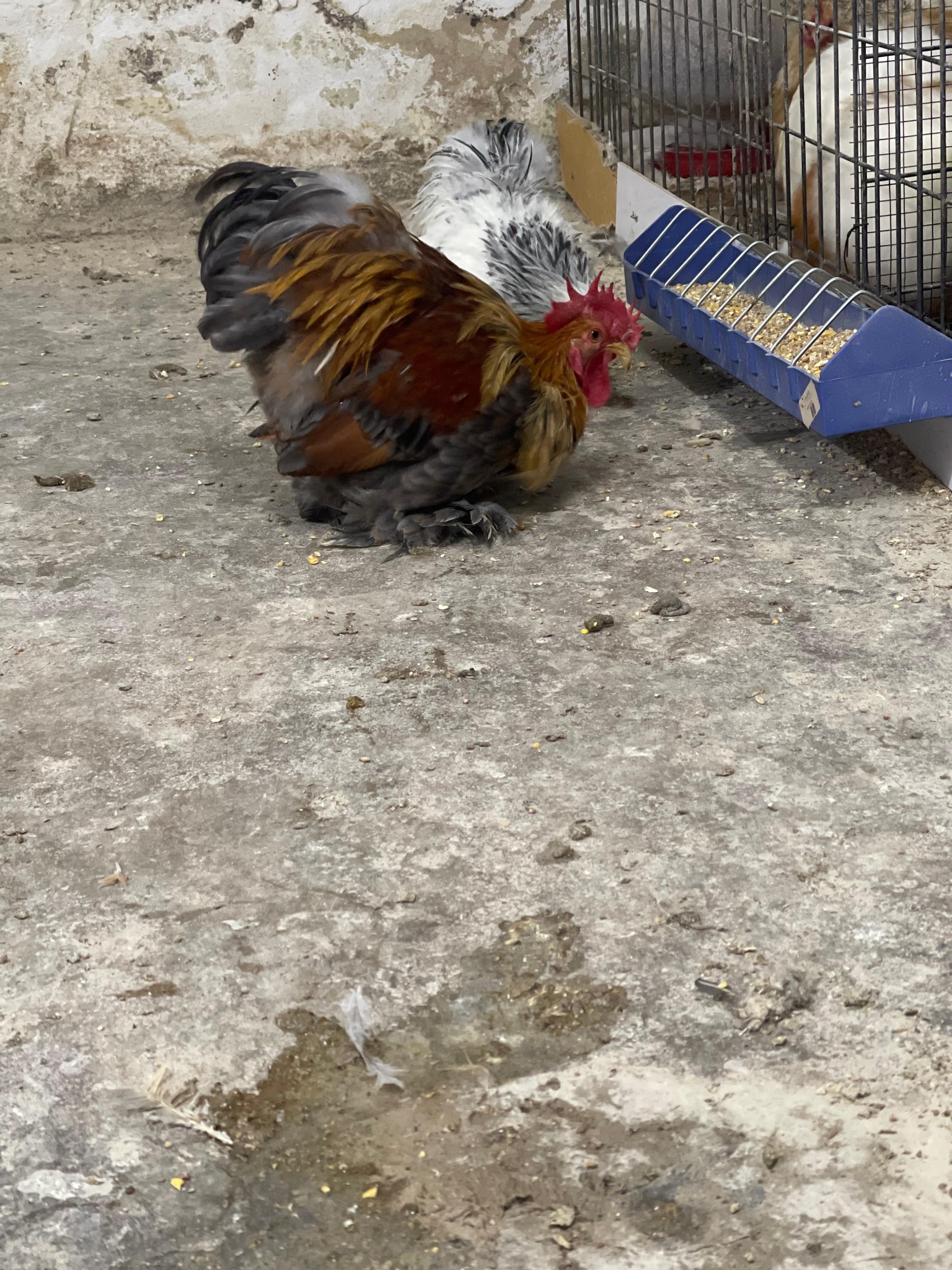 ديوك كتشينا وبراهما