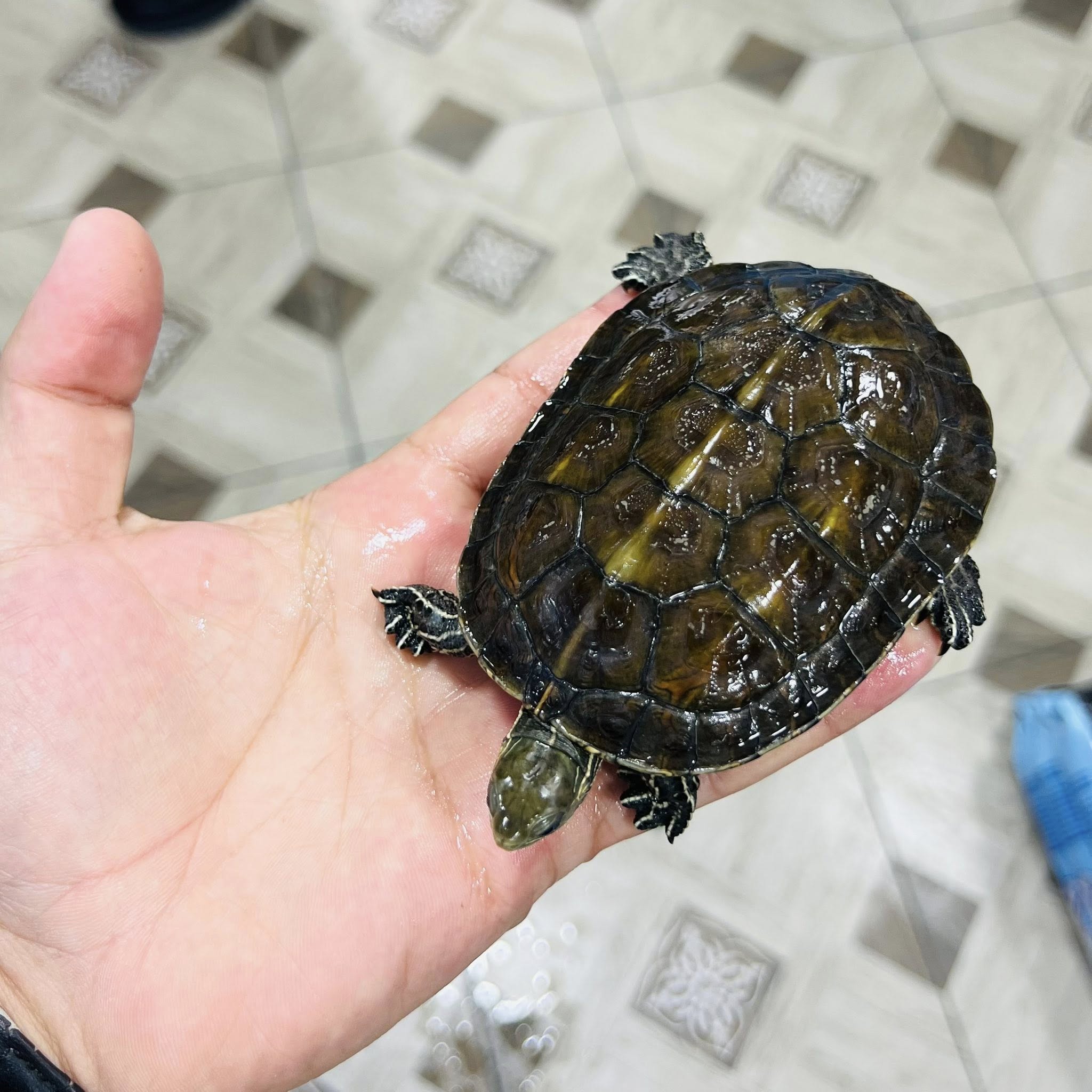 سلاحف مائية