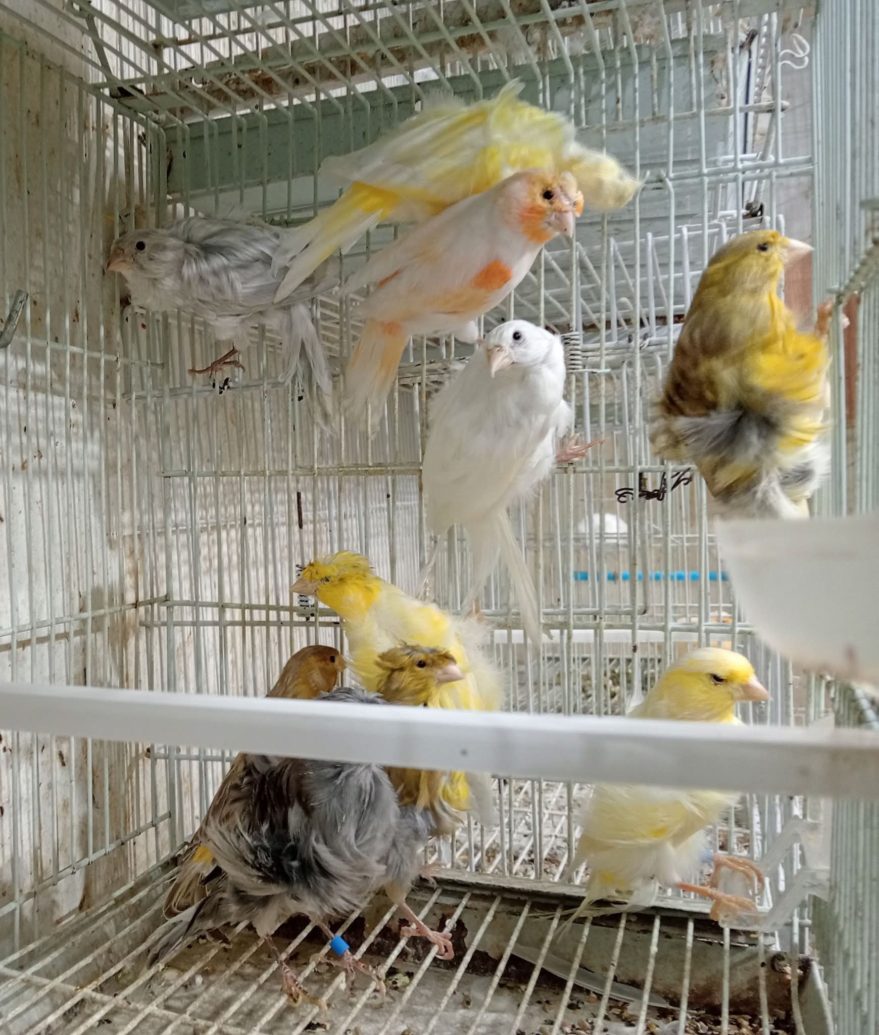 ديمورفك أحمر و  أصفر