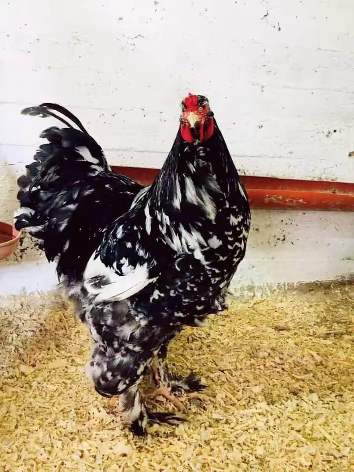 جوز بلاك موتلد للبيع