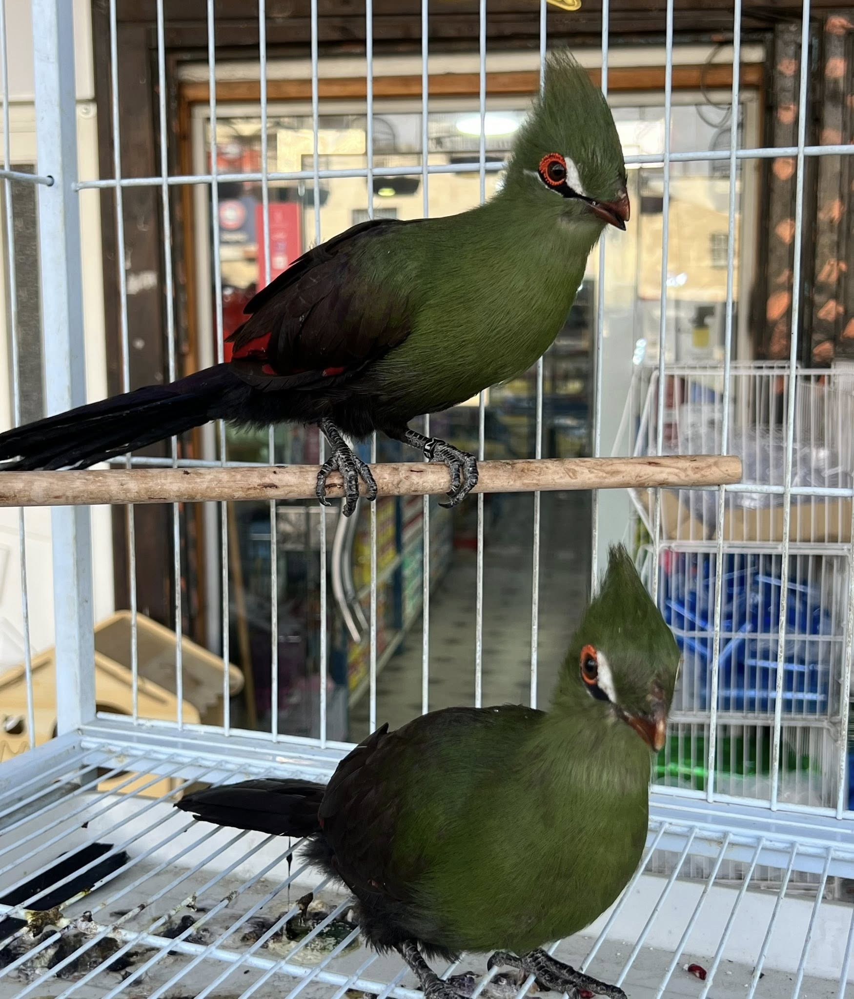 طائر التوراكو