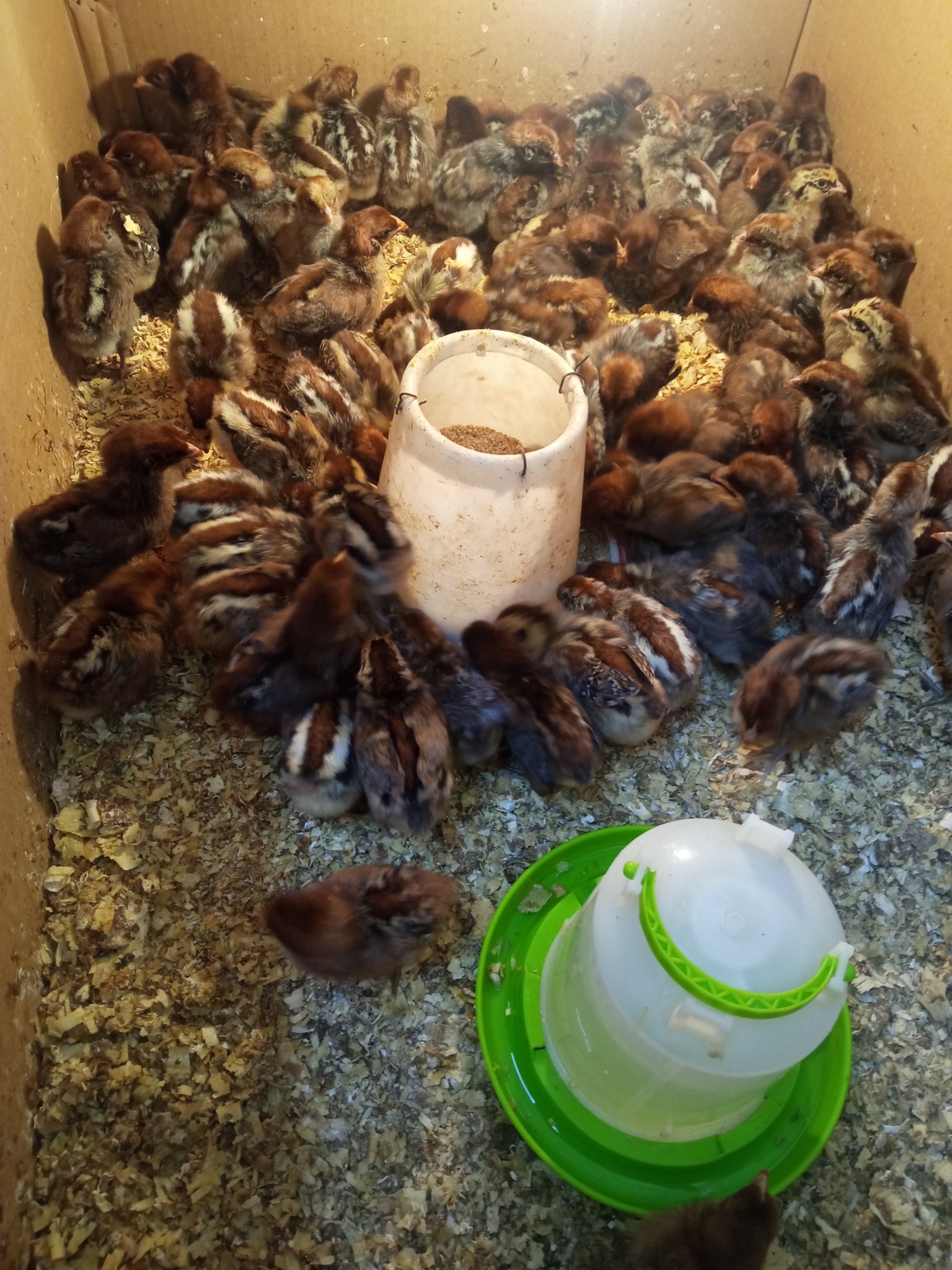 صيصان فيومي عمر 15 يوم