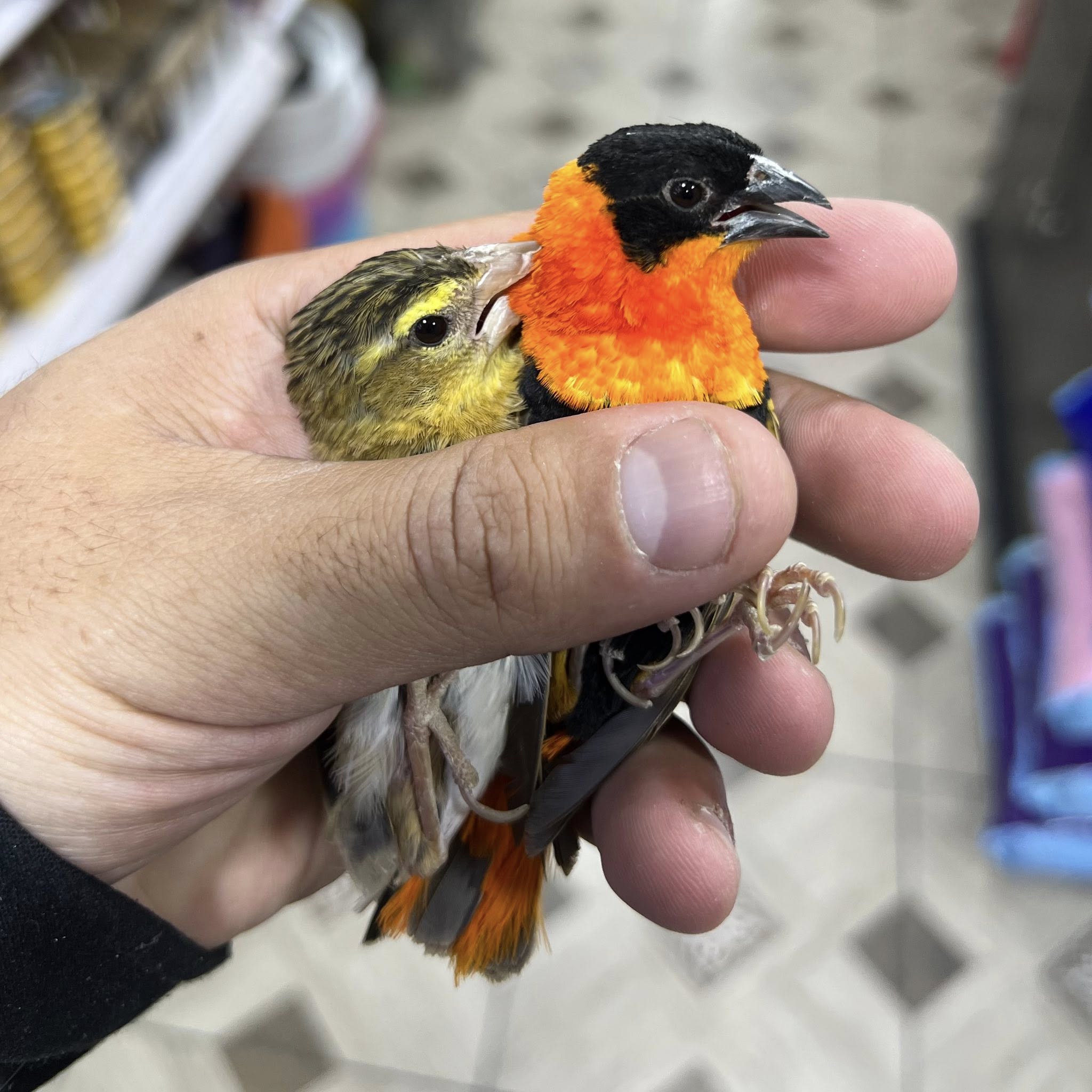 جوز نابليون