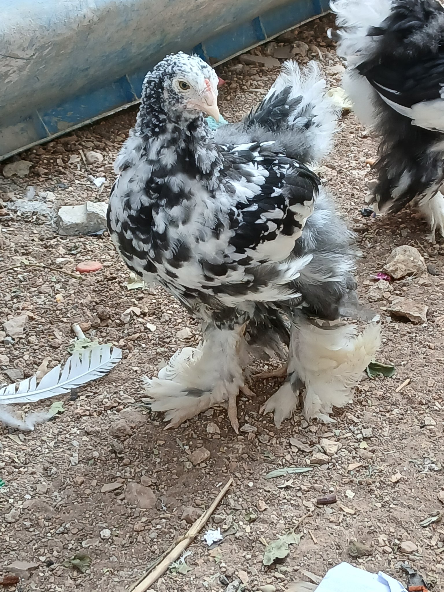 فراخ براهمه بلاك مولتد